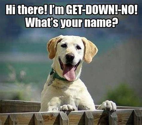 humorous photos with captions.